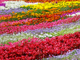 gardening and flower themed jigsaw puzzles