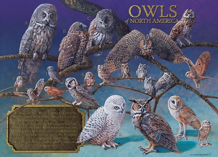 Owls of North America - 1000pc Jigsaw Puzzle by Cobble Hill  			  					NEW