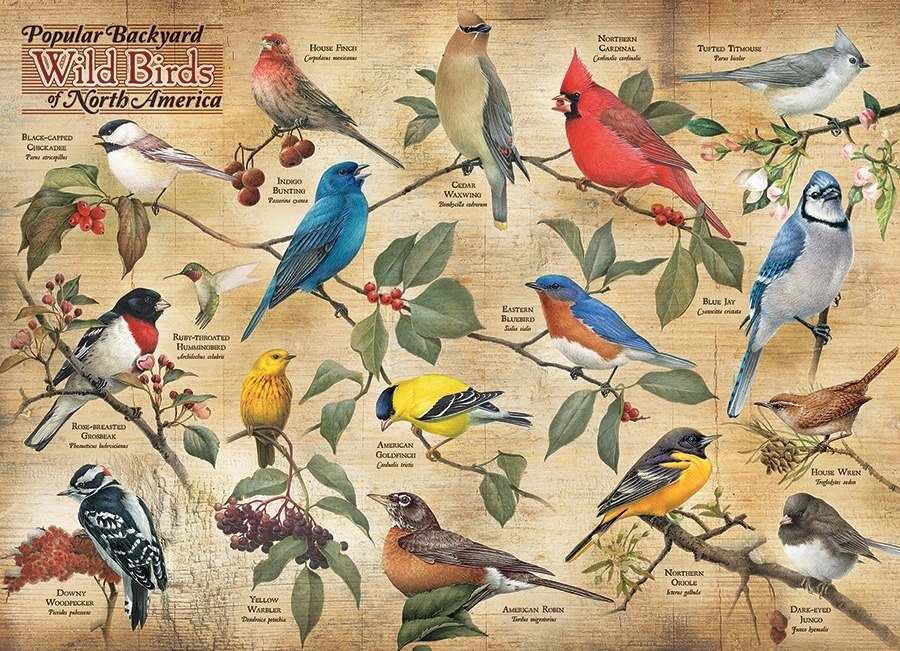 Popular Backyard Wild Birds of North America - 1000pc Jigsaw Puzzle by Cobble Hill  			  					NEW