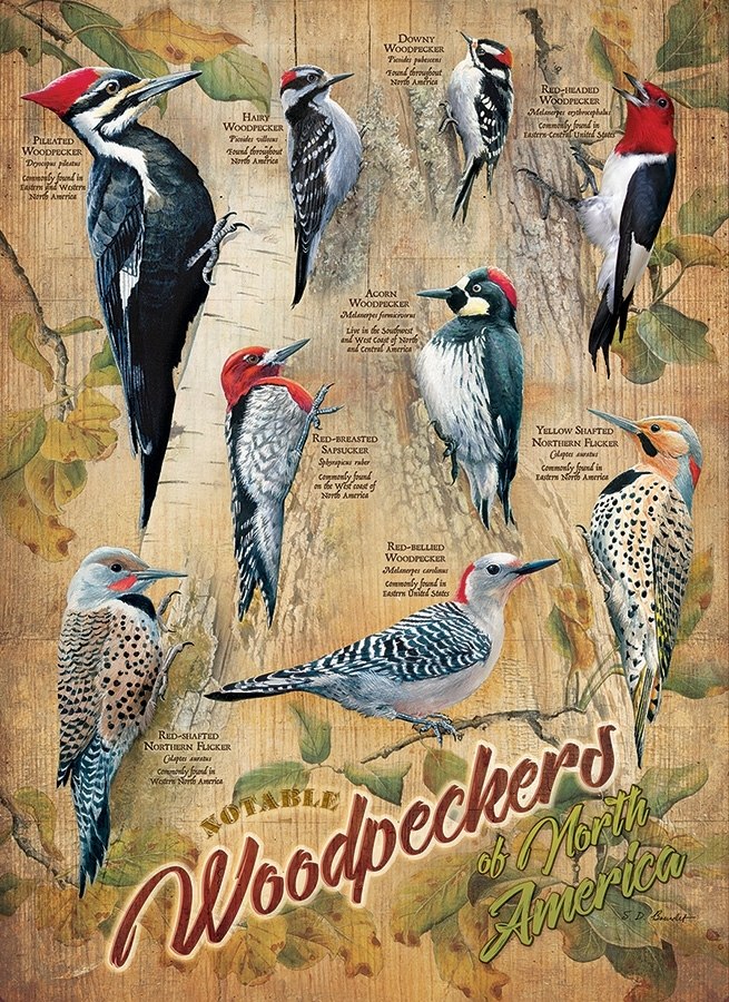 Notable Woodpeckers - 500pc Jigsaw Puzzle By Cobble Hill  			  					NEW