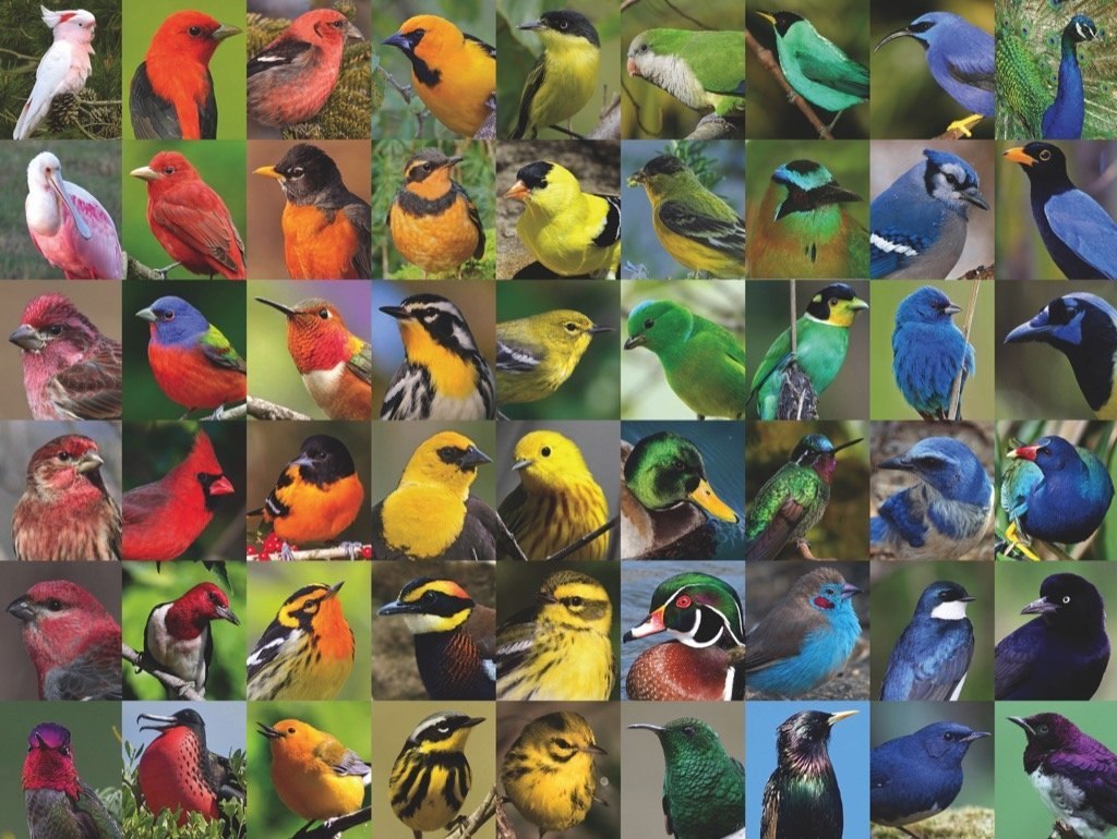 Rainbow of Birds - 1000pc Jigsaw Puzzle by New York Puzzle Company  			  					NEW
