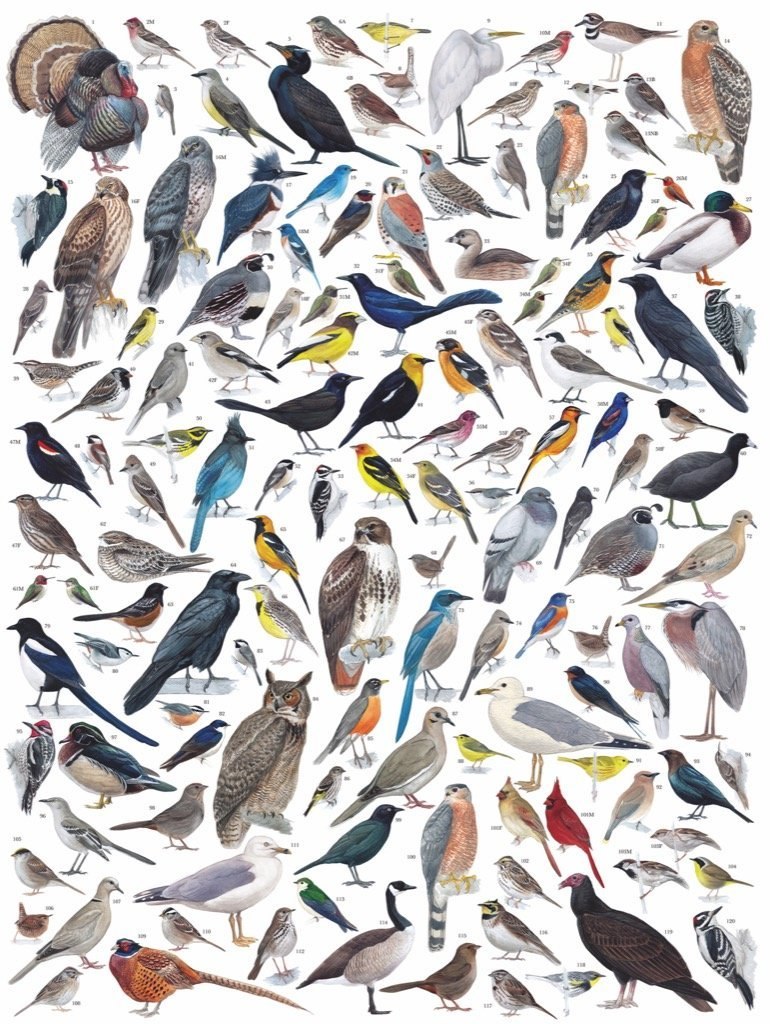 Birds of Western America - 1000pc Jigsaw Puzzle by New York Puzzle Company  			  					NEW