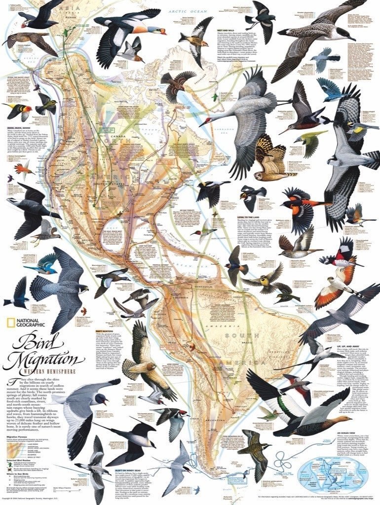 Bird Migration - 1000pc Jigsaw Puzzle by New York Puzzle Company  			  					NEW