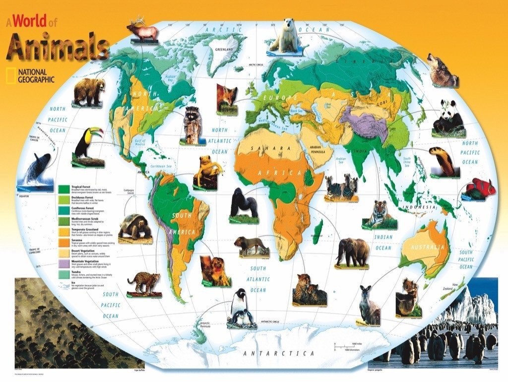 World Animals - 300pc Jigsaw Puzzle by New York Puzzle Company  			  					NEW