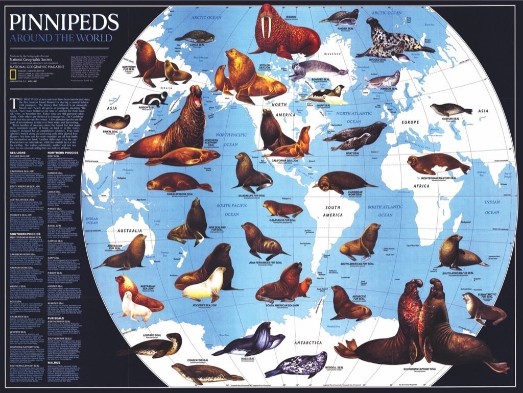 Pinnipeds - 1000pc Jigsaw Puzzle by New York Puzzle Company  			  					NEW