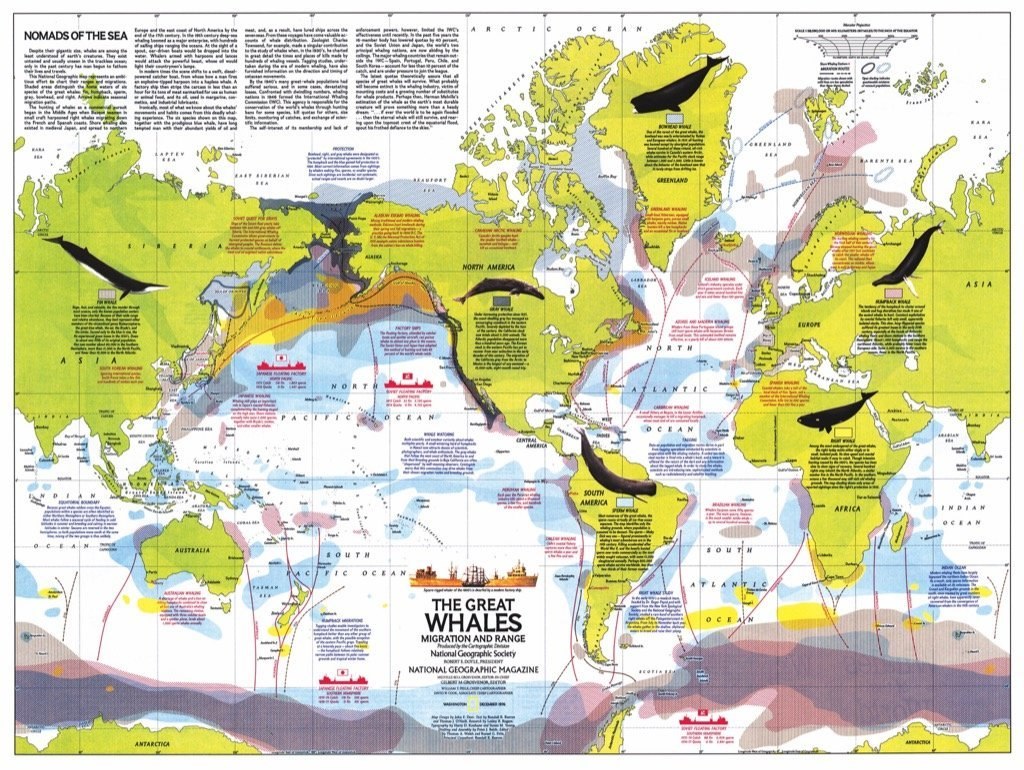 Whale Migration - 1000pc Jigsaw Puzzle by New York Puzzle Company  			  					NEW