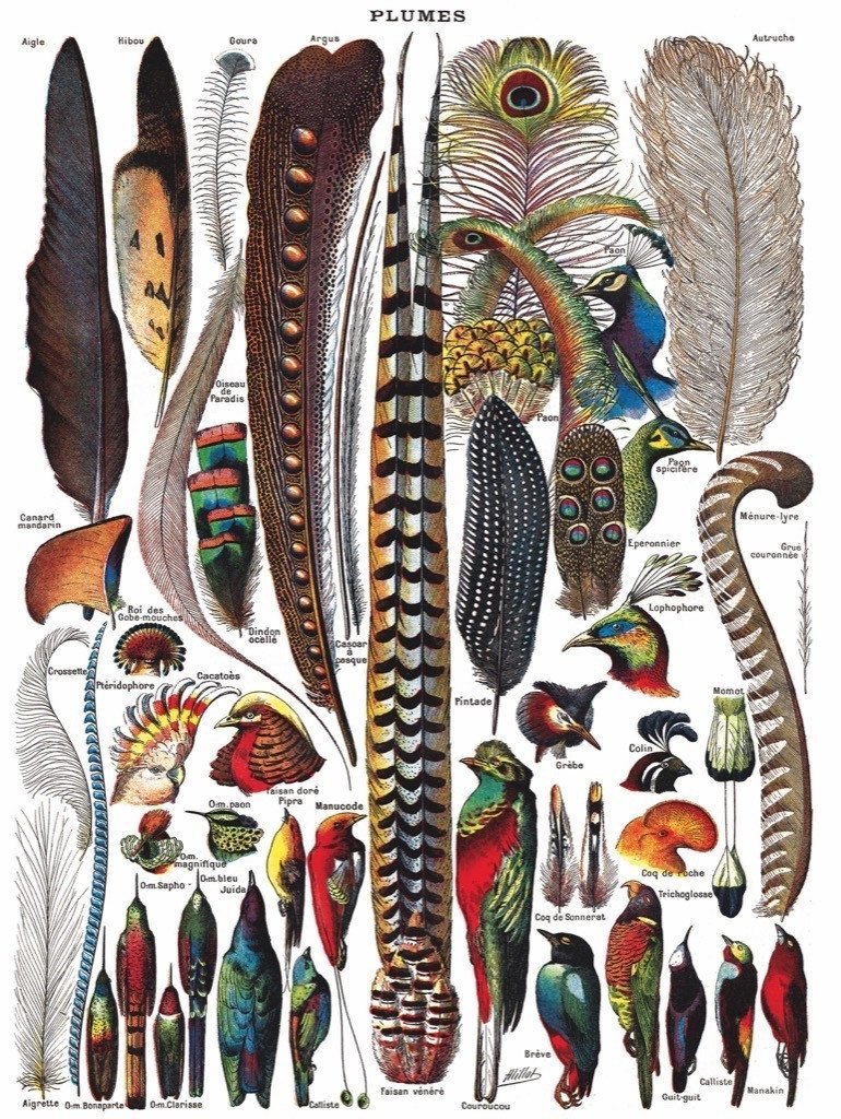 Feathers - 1000pc Jigsaw Puzzle by New York Puzzle Company  			  					NEW