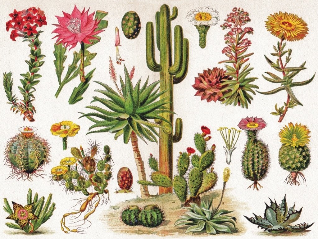 Cacti ~ Cactus - 1000pc Jigsaw Puzzle by New York Puzzle Company  			  					NEW