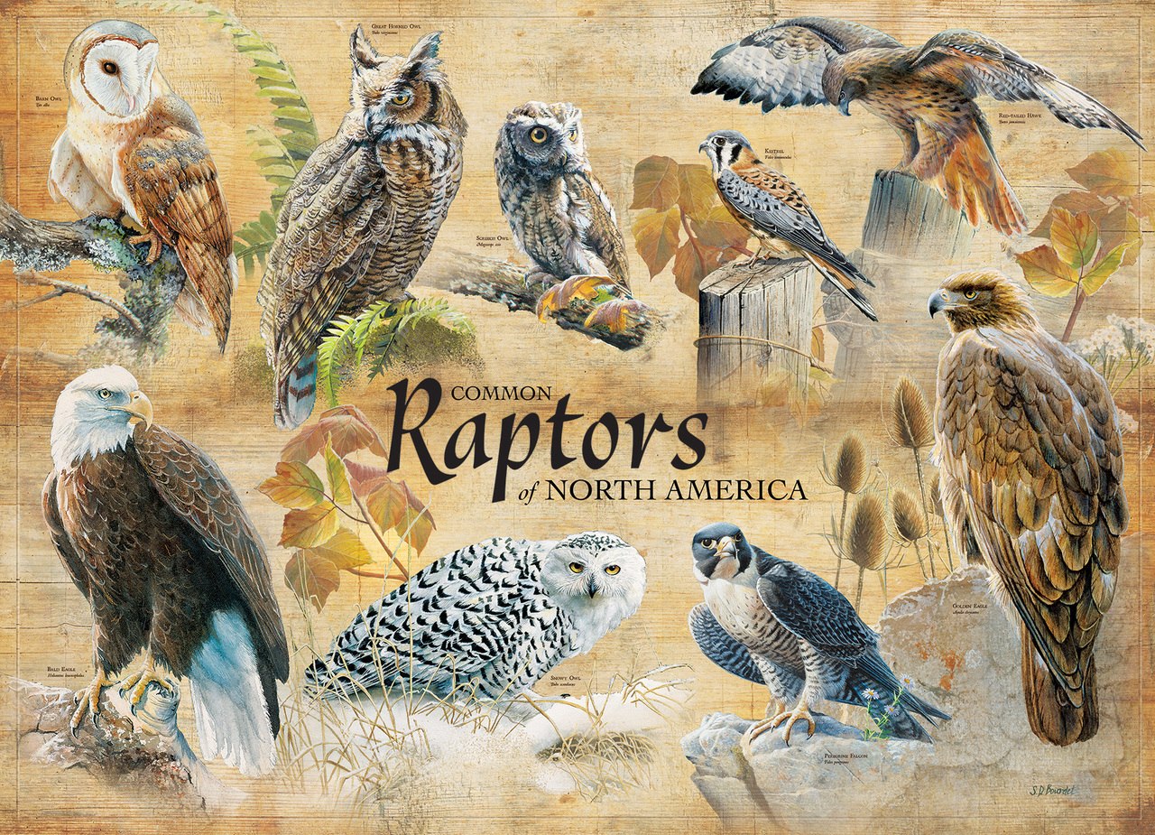 Common Raptors - 1000pc Jigsaw Puzzle by Cobble Hill  			  					NEW