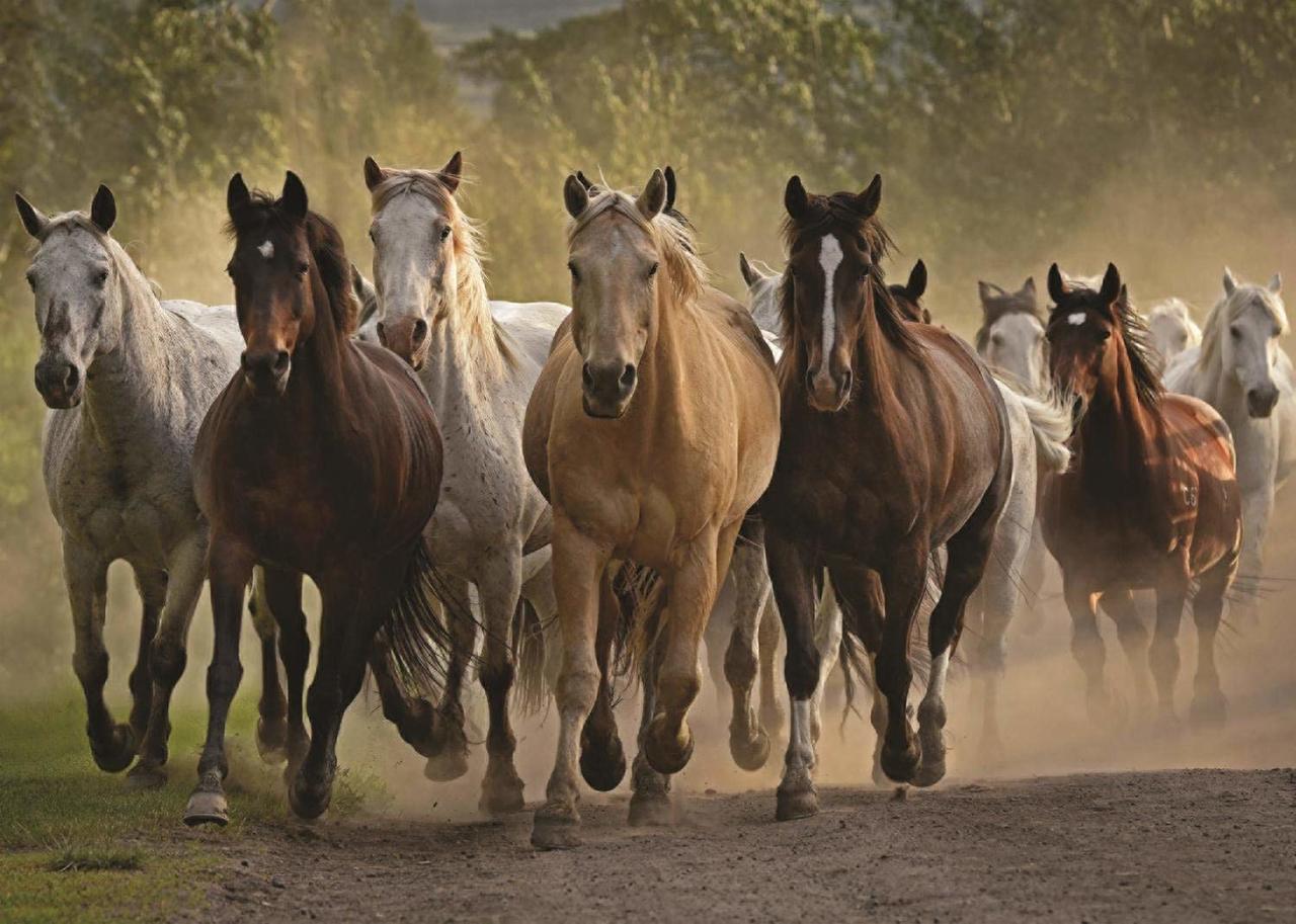 Team of Horses - 1000pc Jigsaw Puzzle By Jumbo  			  					NEW