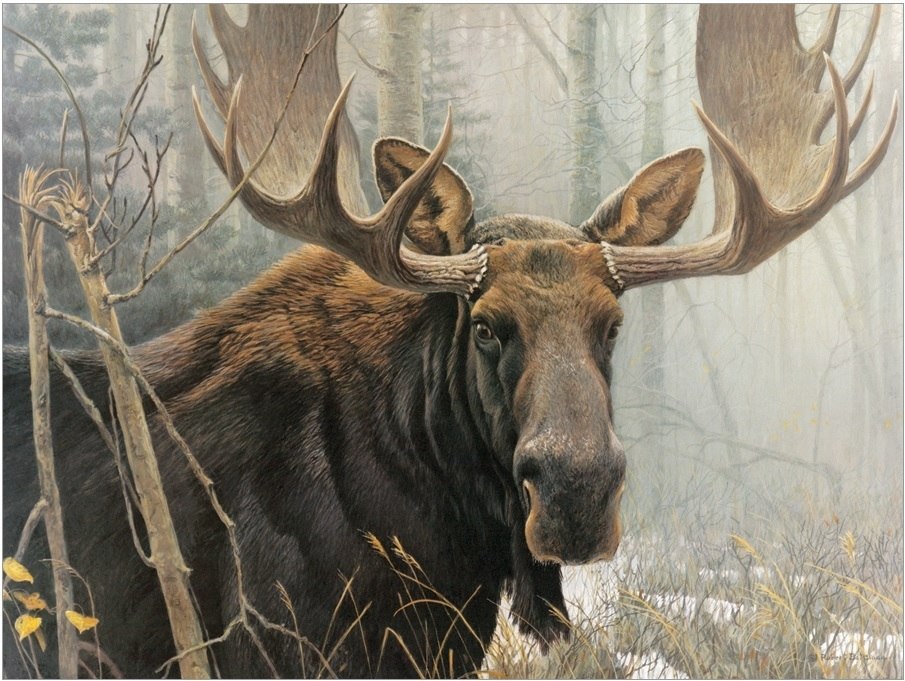Bull Moose - 500pc Jigsaw Puzzle By Cobble Hill  			  					NEW