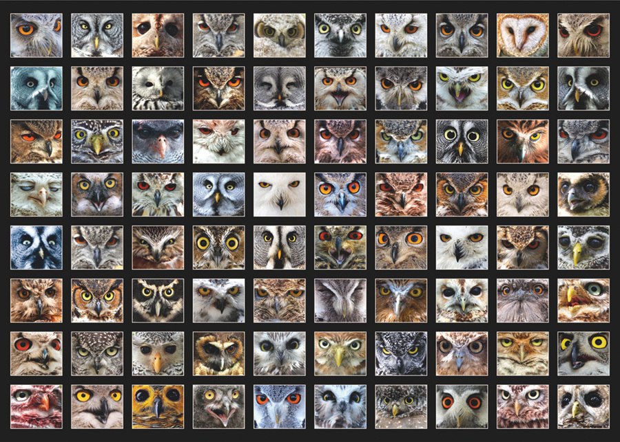 Owl Faces - 1000pc Jigsaw Puzzle By D-Toys  			  					NEW