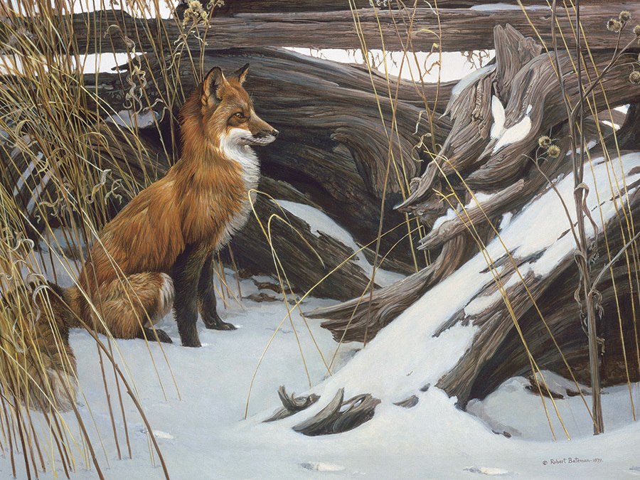 Wily and Wary - 500pc Jigsaw Puzzle by Cobble Hill