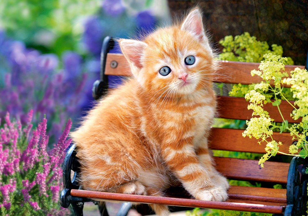 Ginger Kitten - 500pc Jigsaw Puzzle By Castorland