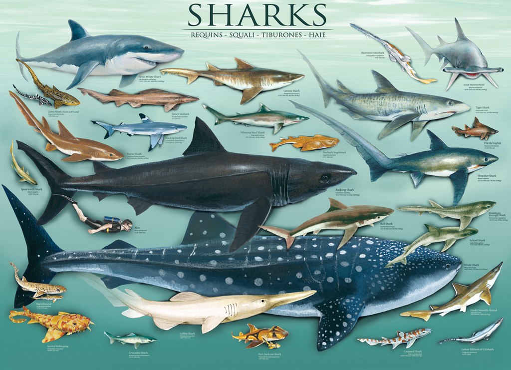 Sharks - 1000pc Jigsaw Puzzle by Eurographics