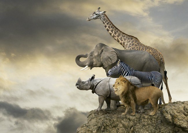 Animals On The Edge Of A Cliff - 500pc Jigsaw Puzzle By Educa  			  					NEW