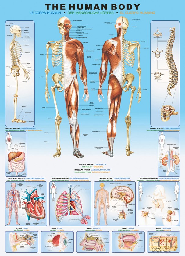 Human Body - 1000pc Educational Jigsaw Puzzle by Eurographics