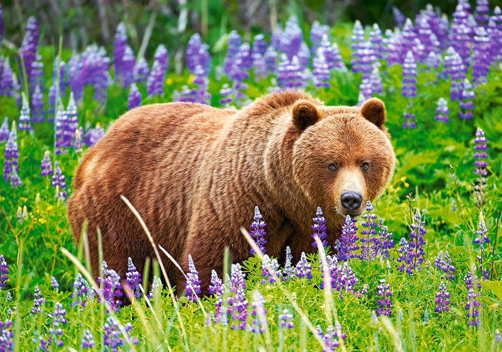 Bear on the Meadow - 500pc Jigsaw Puzzle by Castorland  			  					NEW