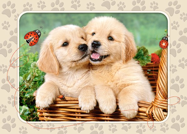 Golden Retriever Pups - 60pc Jigsaw Puzzle By Castorland  			  					NEW