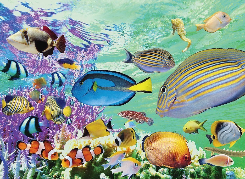 Tropical Marine - 500pc Jigsaw Puzzle by Tomax