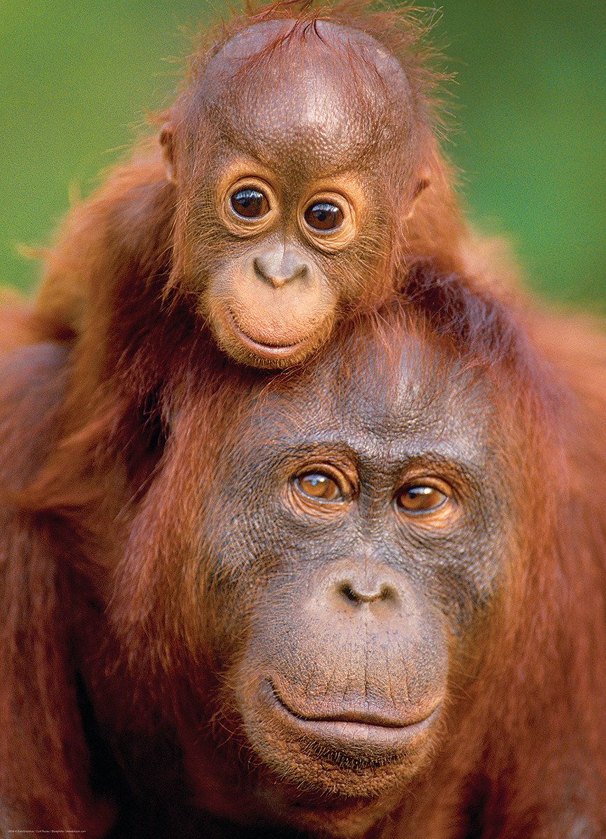 Orangutan & Baby - 1000pc Jigsaw Puzzle by Eurographics - image 1