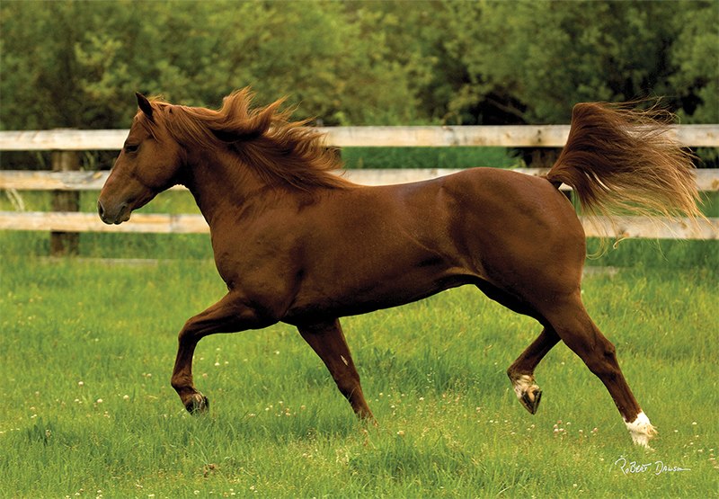 In the Open Field - 260pc Jigsaw Puzzle by Anatolian