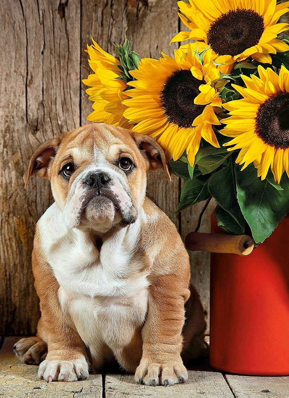 The Bulldog - 1000pc Jigsaw Puzzle by Clementoni