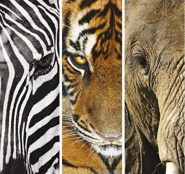 Animals Trittico -  3 x 500pc Jigsaw Puzzle by Clementoni