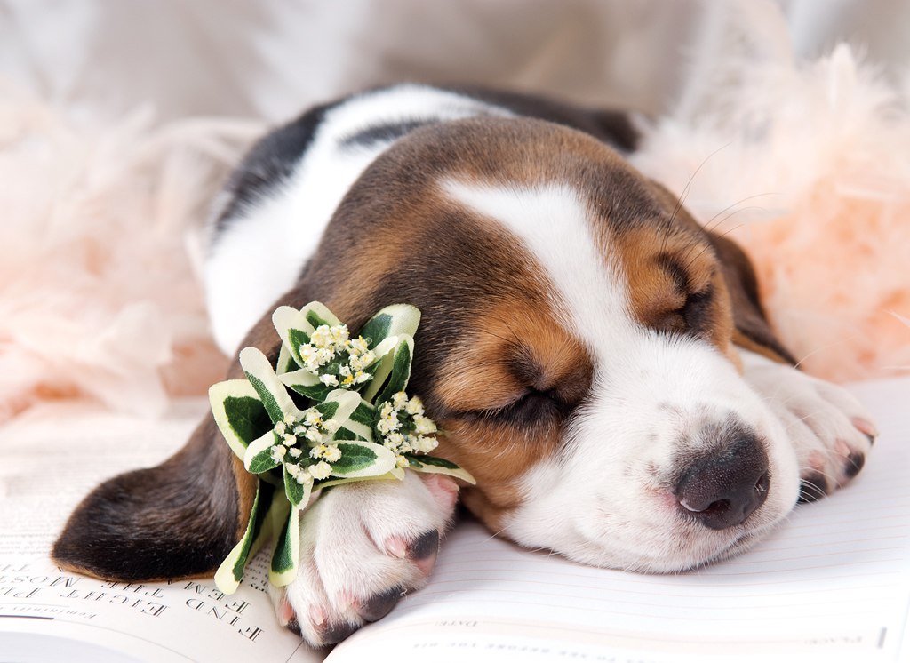 Basset Hound - 500pc Jigsaw Puzzle by Tomax