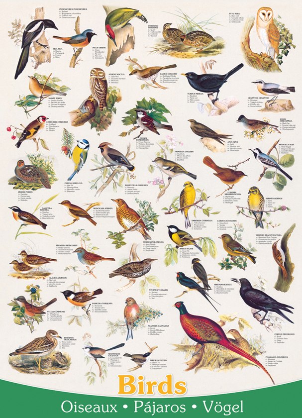 Birds - 1000pc Jigsaw Puzzle by Eurographics