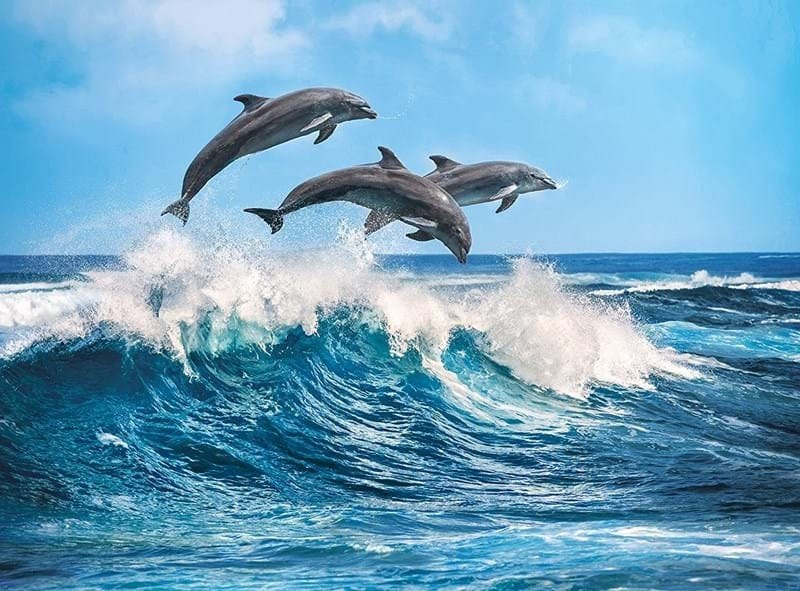 Dolphins - 500pc Jigsaw Puzzle by Clementoni  			  					NEW