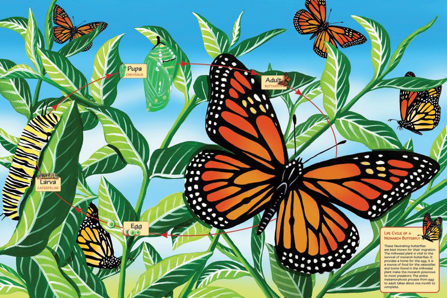 Life Cycle of a Monarch Butterfly - 48pc Floor Educational Puzzle By Cobble Hill