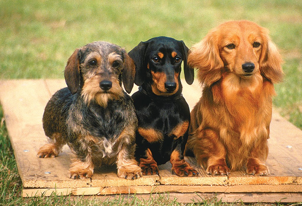 Partners - 300pc Jigsaw Puzzle by Tomax