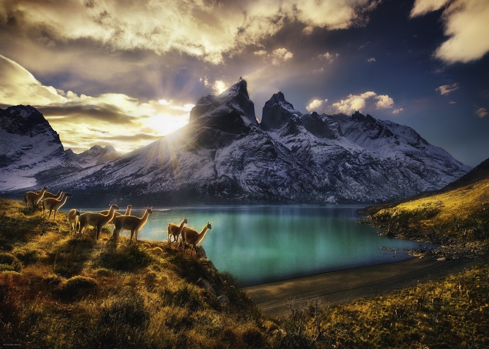 Guanacos - 1000pc Jigsaw Puzzle By Heye  			  					NEW