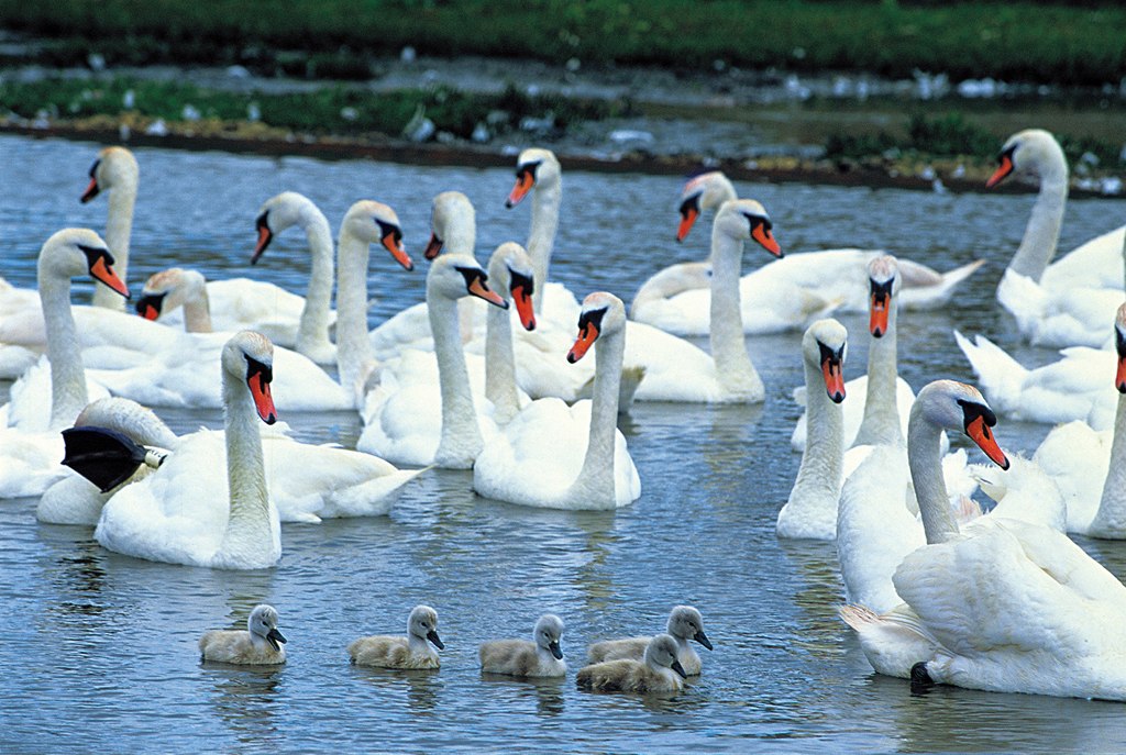 Swan Family - 1000pc Glow-in-the-Dark Jigsaw Puzzle by Tomax