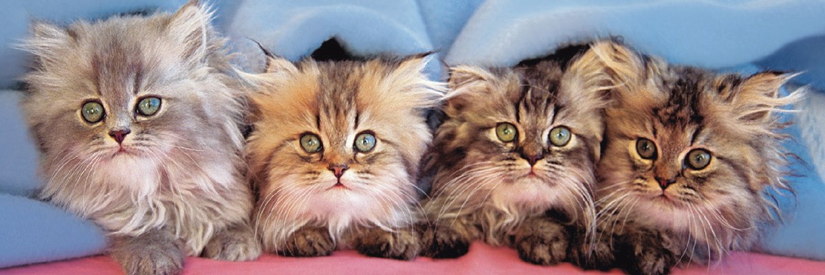Cats Under Blanket - 750pc Jigsaw Puzzle by Eurographics