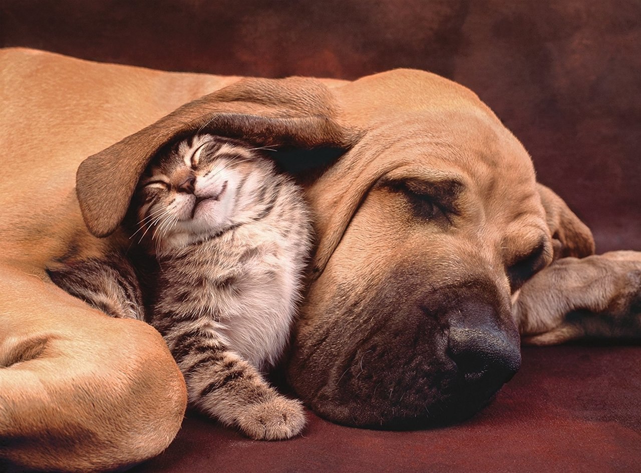 Cuddles - 500pc Jigsaw Puzzle by Clementoni