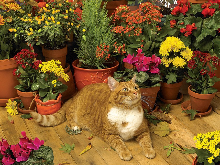 Autumn Breeze - 500pc Jigsaw Puzzle by Cobble Hill