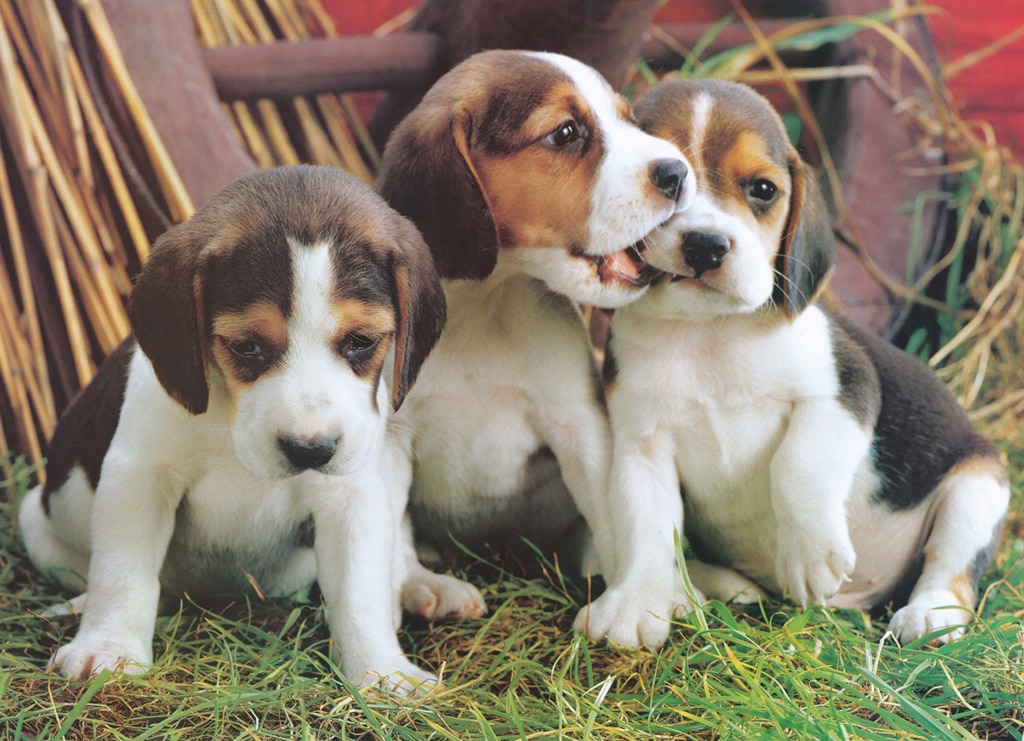 Puppies - 1000pc Jigsaw Puzzle by Eurographics