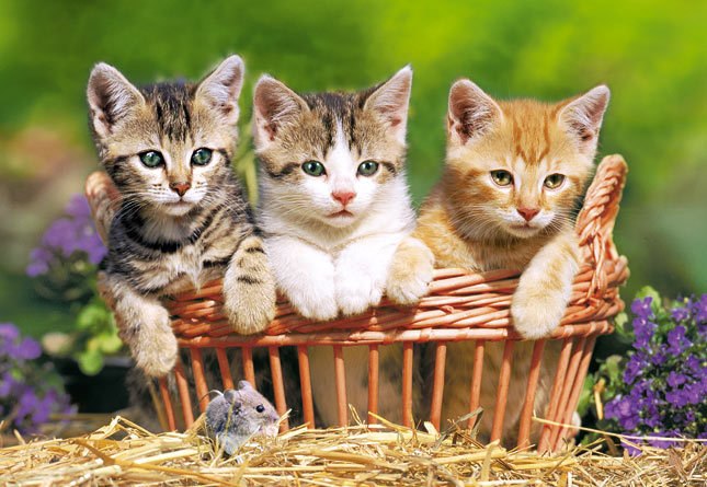 Three Lovely Kittens - 500pc Jigsaw Puzzle by Castorland
