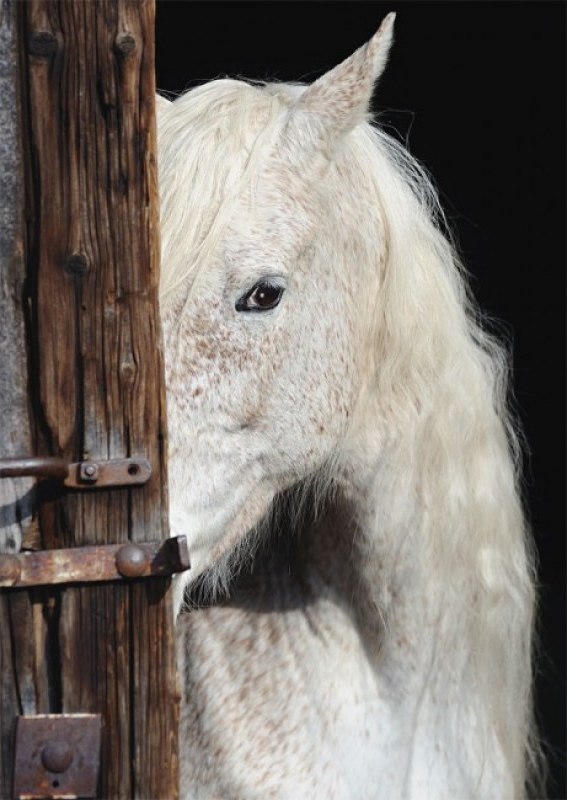 Equine Beauty - 1000pc Jigsaw Puzzle by Schmidt  			  					NEW