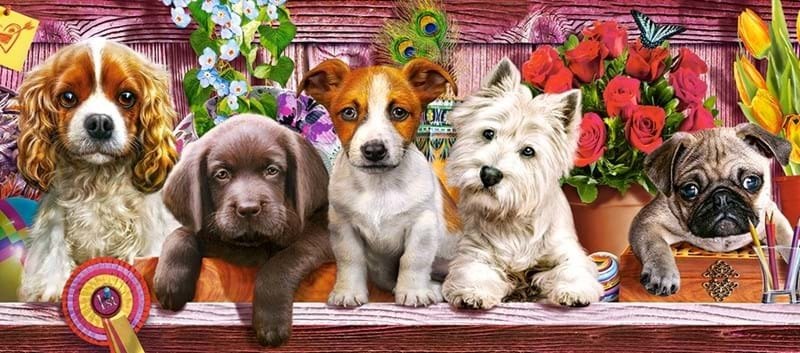 Puppies on a Shelf - 600pc Jigsaw Puzzle By Castorland  			  					NEW