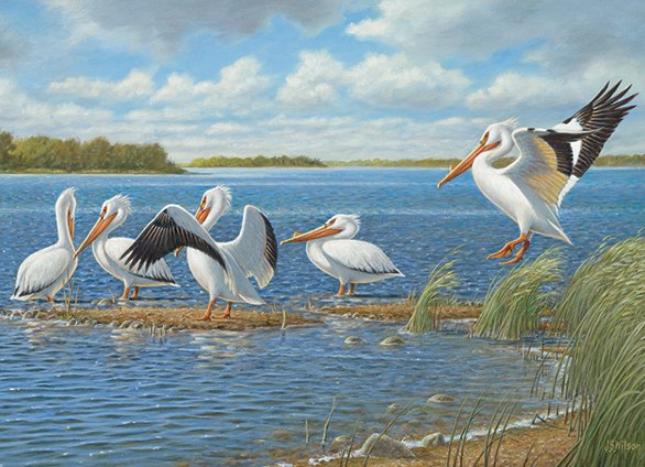 Pelicans - 1000pc Jigsaw Puzzle By Cobble Hill