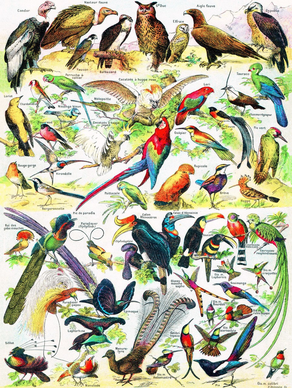 Birds/Oiseaux - 1000pc Jigsaw Puzzle by New York Puzzle Company
