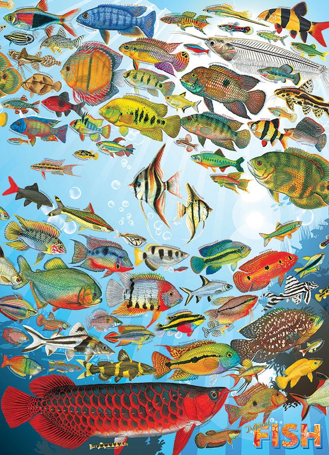 Tropical Fish - 1000pc Jigsaw Puzzle by Cobble Hill