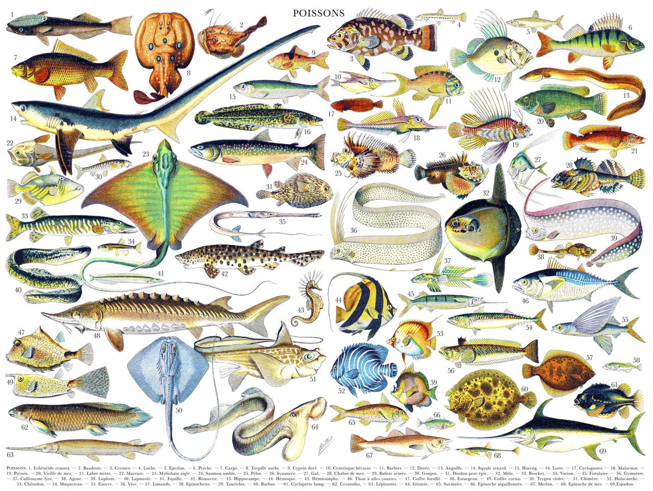 Fish/Poissons - 1000pc Jigsaw Puzzle by New York Puzzle Company