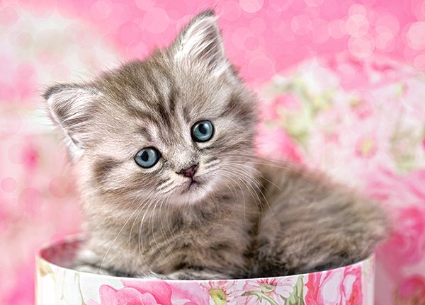 Kitten in Box - 35pc Jigsaw Puzzle By Castorland