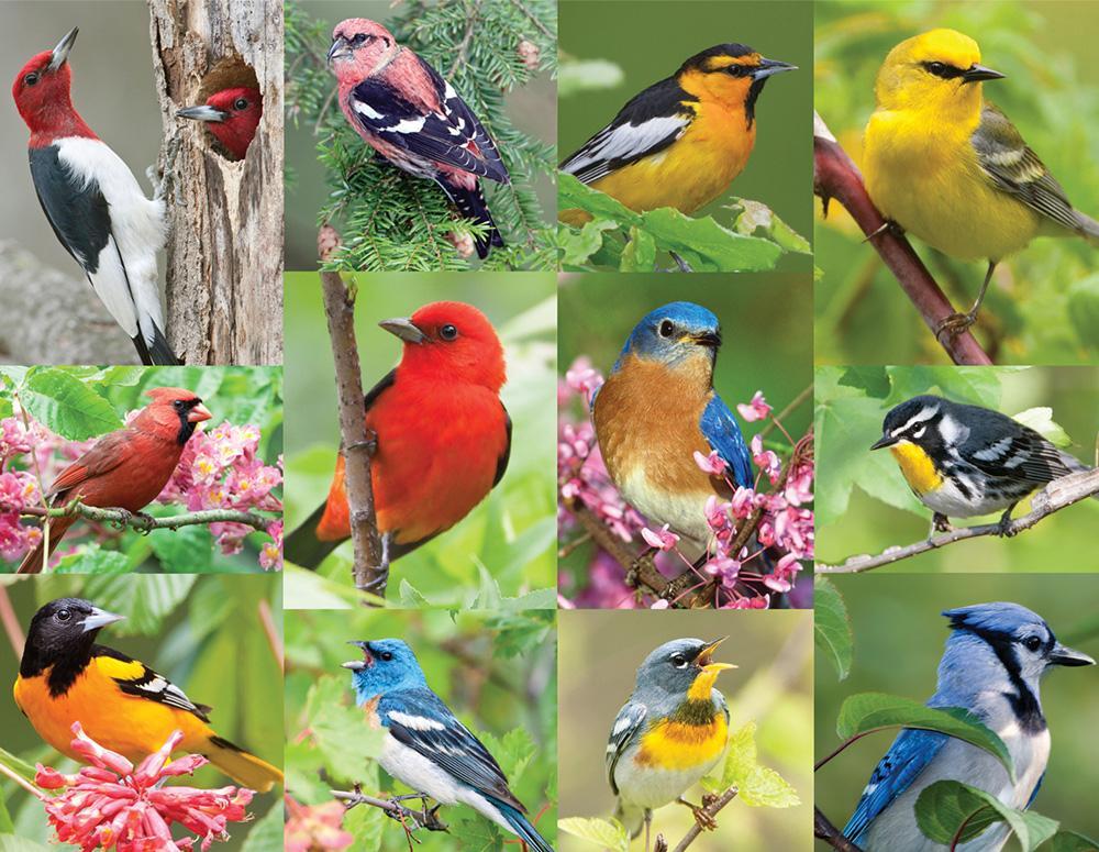 Birds of a Feather - 500pc Jigsaw Puzzle by Springbok