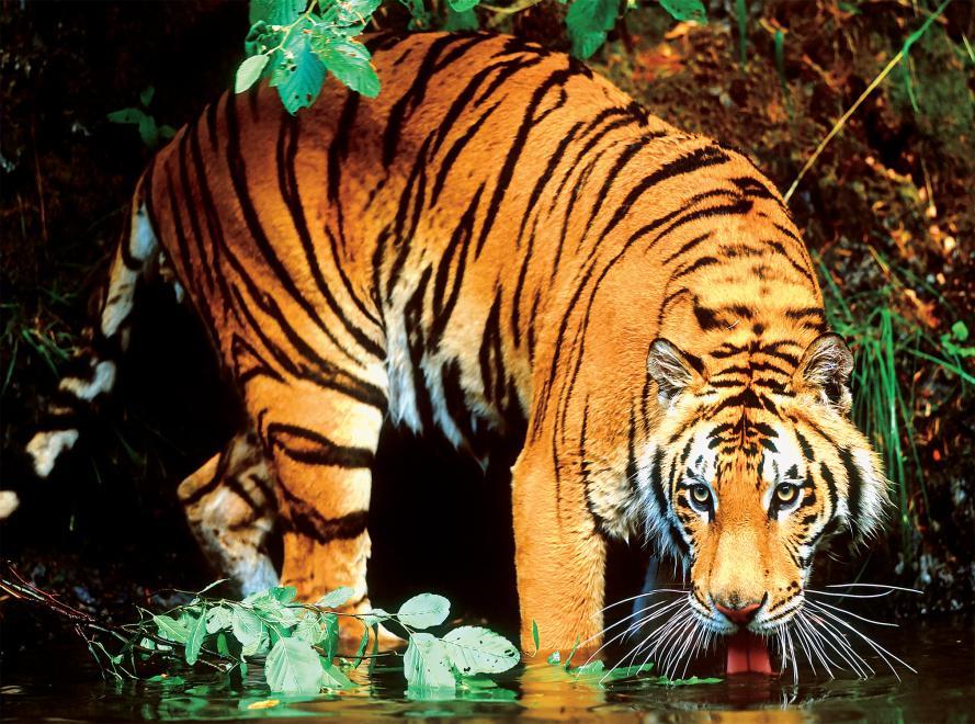 Wild: Bengal Tiger - 1000pc Jigsaw Puzzle by Ceaco  			  					NEW