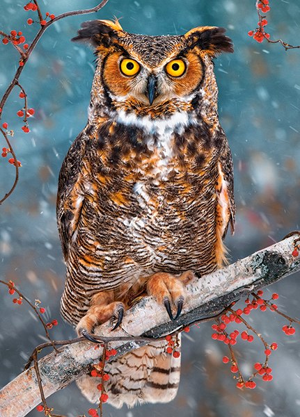 Great Horned Owl - 260pc Jigsaw Puzzle By Castorland